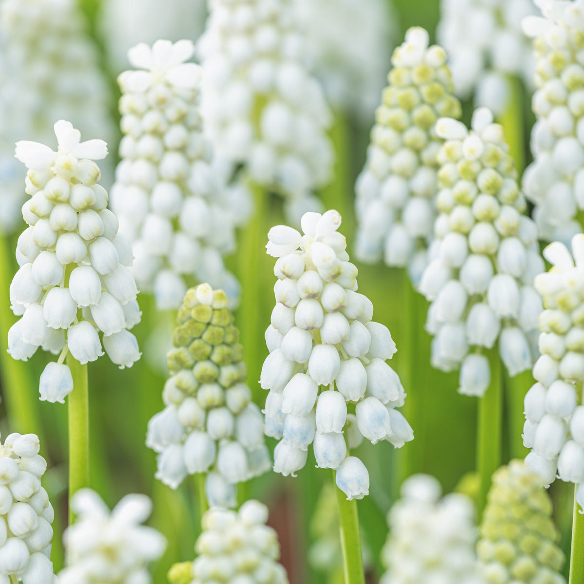 Grape Hyacinth White Pearl