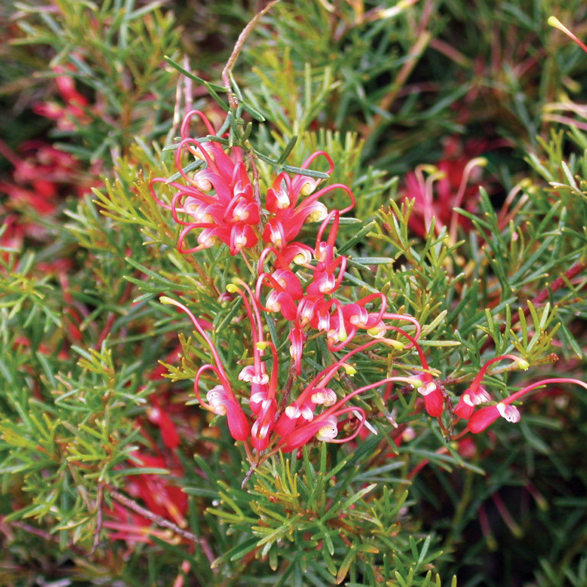 Grevillea Mini Marvel