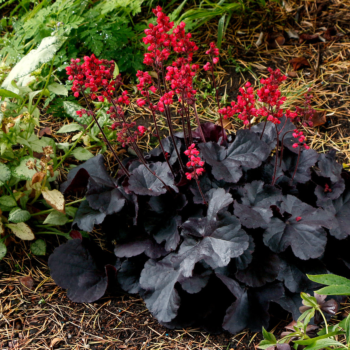 Heuchera Black Forest Cake