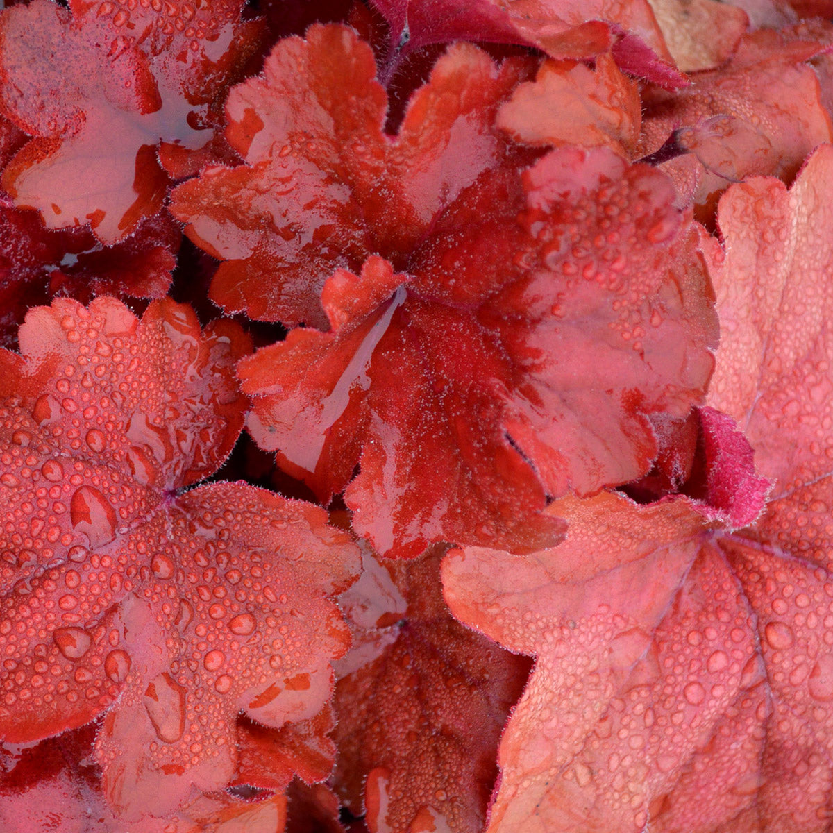 Heuchera Fire Alarm