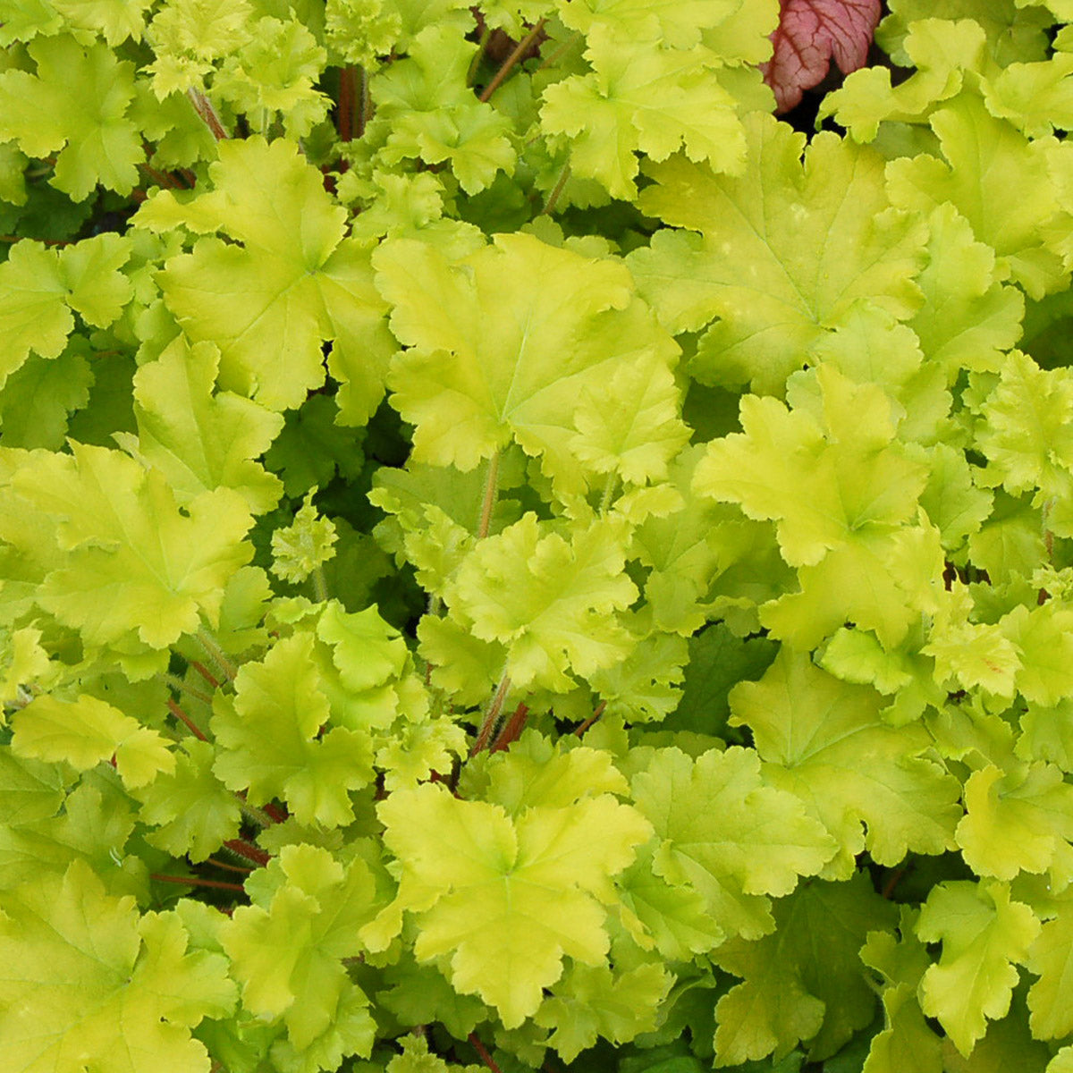 Heuchera Lime Marmalade