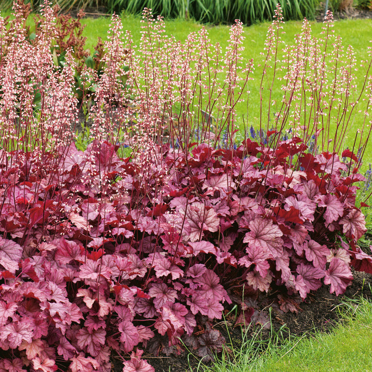 Heuchera Berry Smoothie