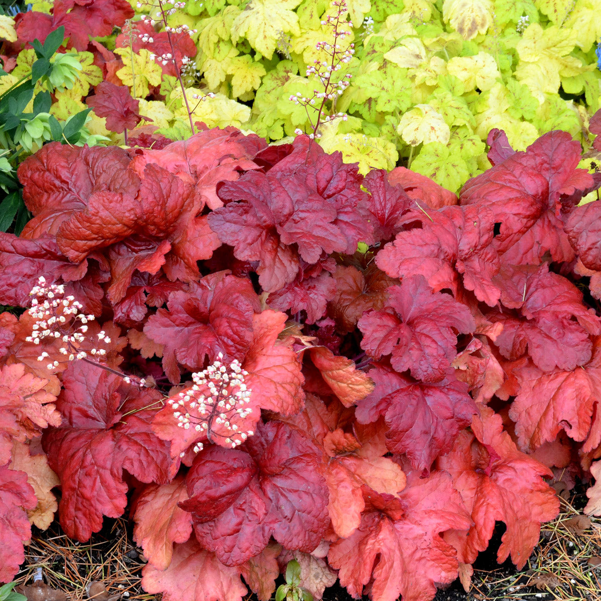 Heuchera Fire Alarm