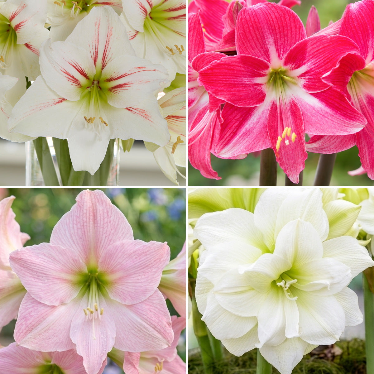Hippeastrum Exquisite Collection