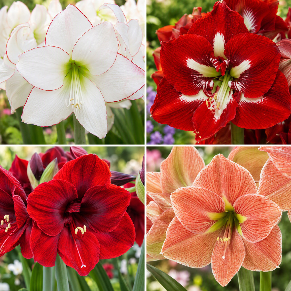 Hippeastrum Favourites Collection