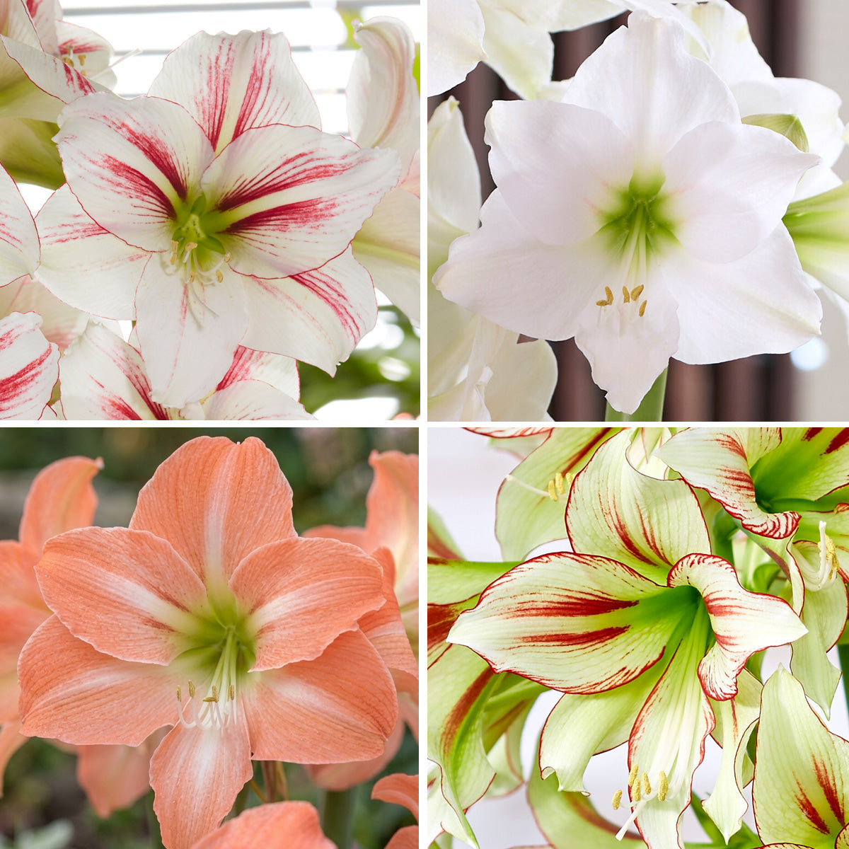 Hippeastrum New Release Collection