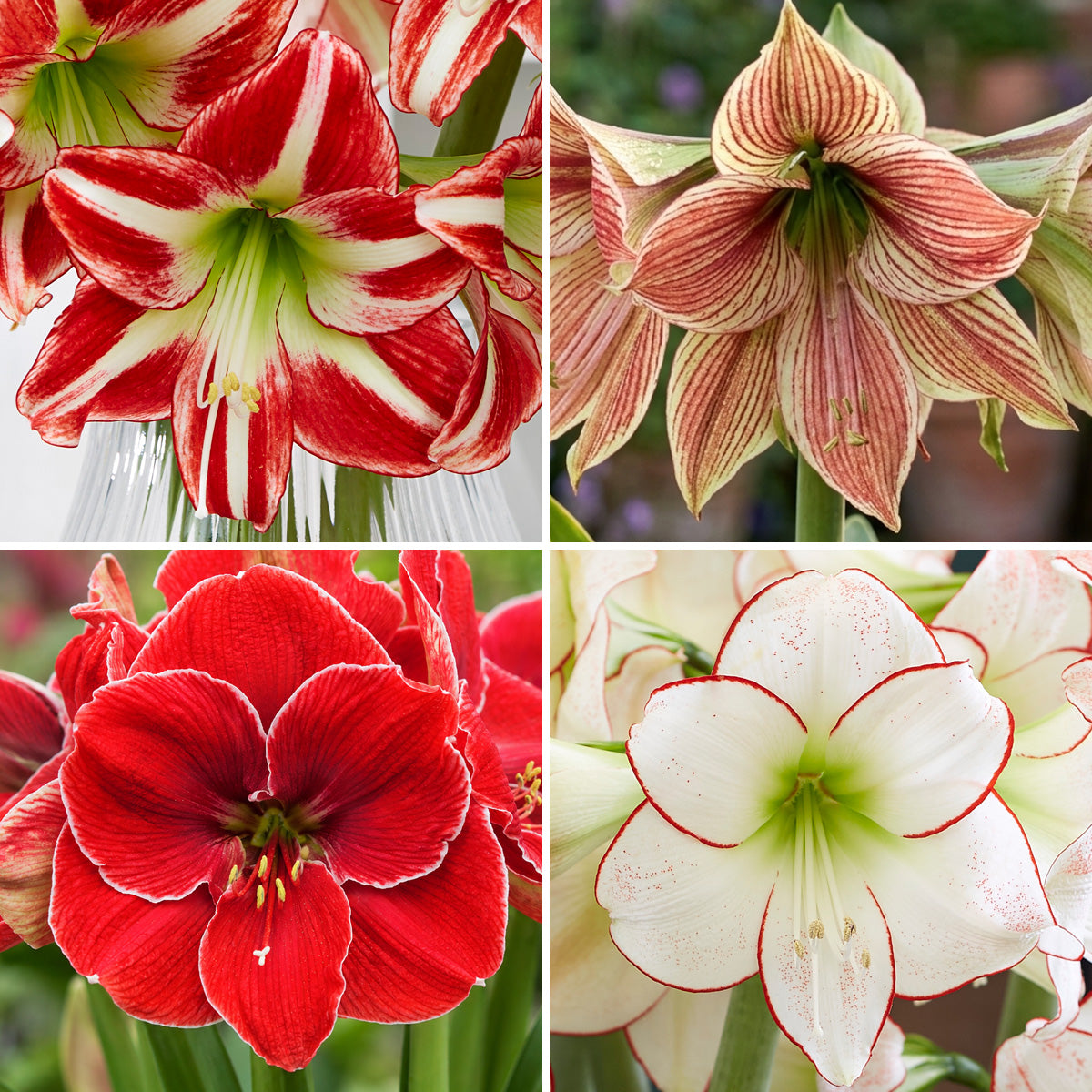 Hippeastrum Premium Collection