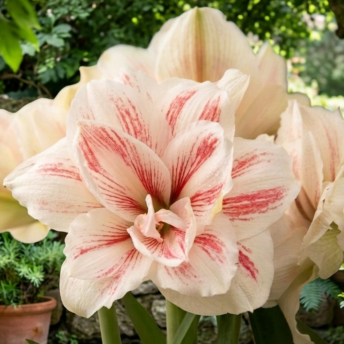 Hippeastrum Aquaro