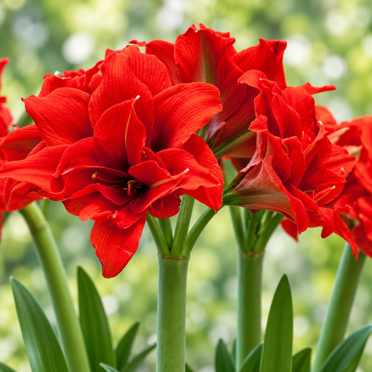 Hippeastrum Celica