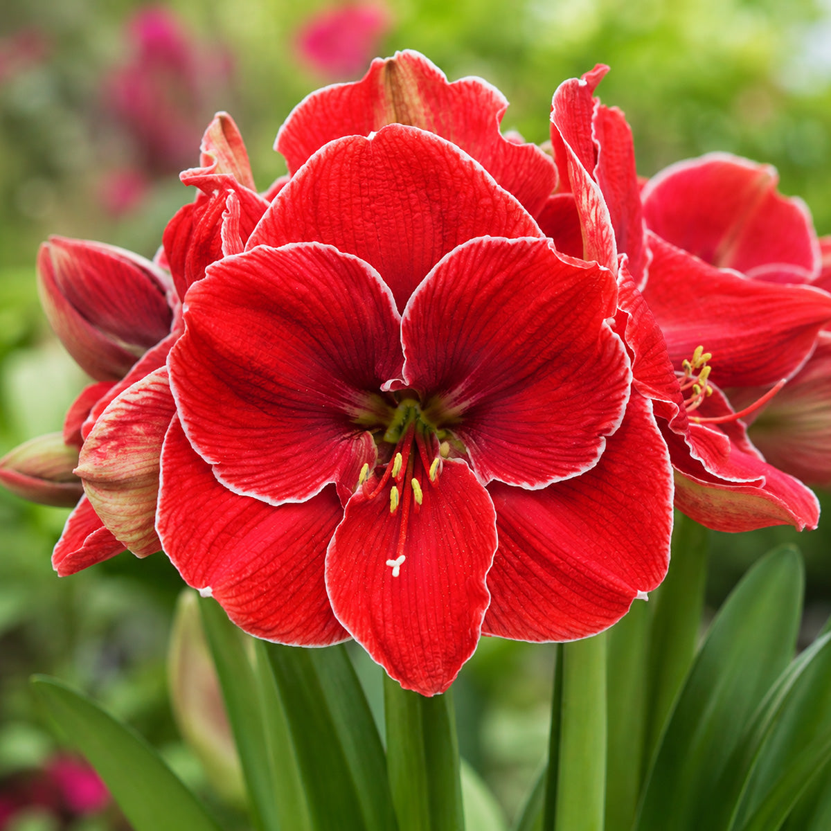 Hippeastrum Magical Touch