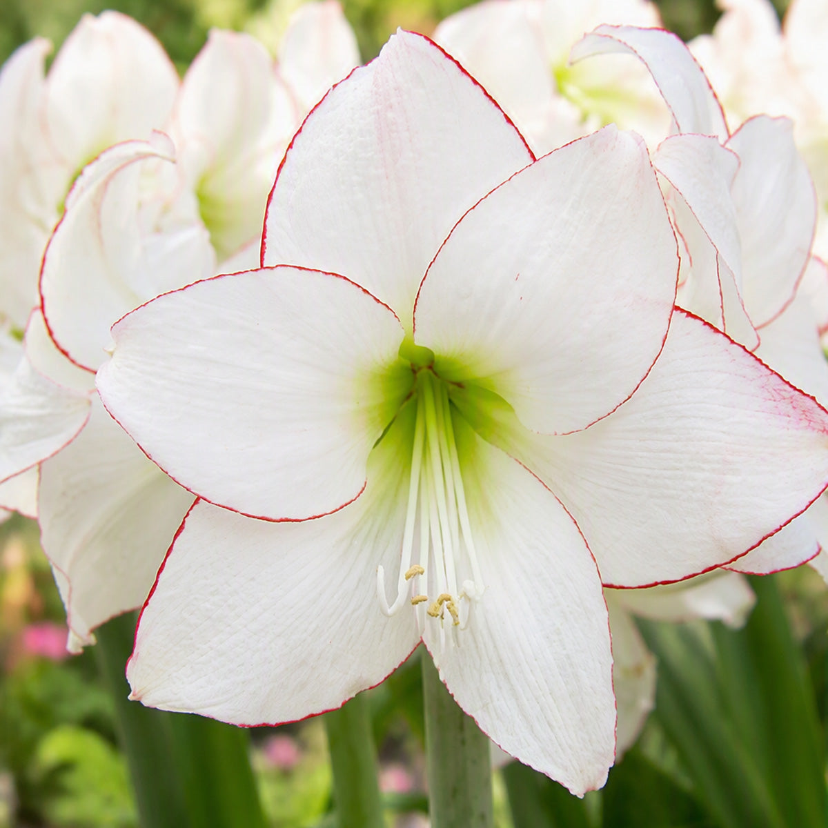 Hippeastrum Picotee