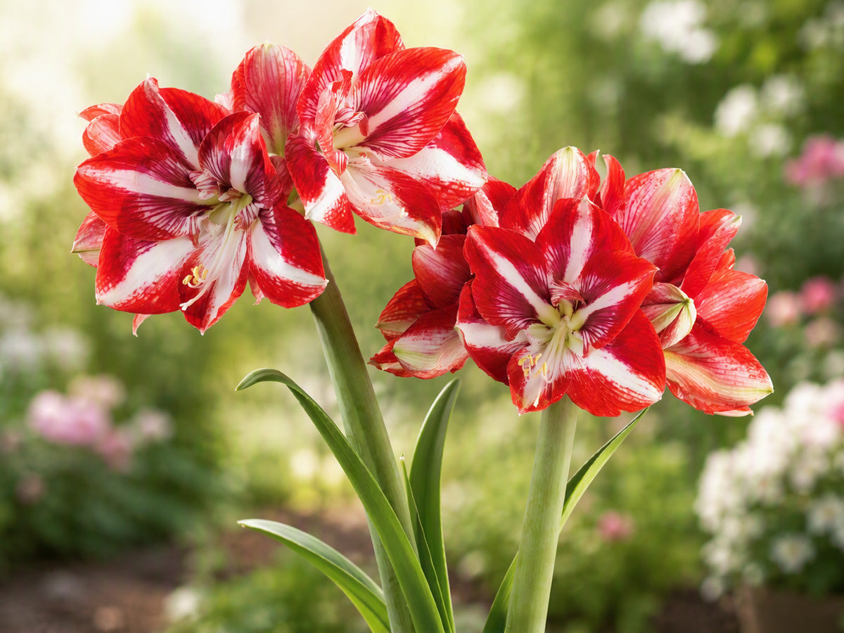 Hippeastrum Pierrot