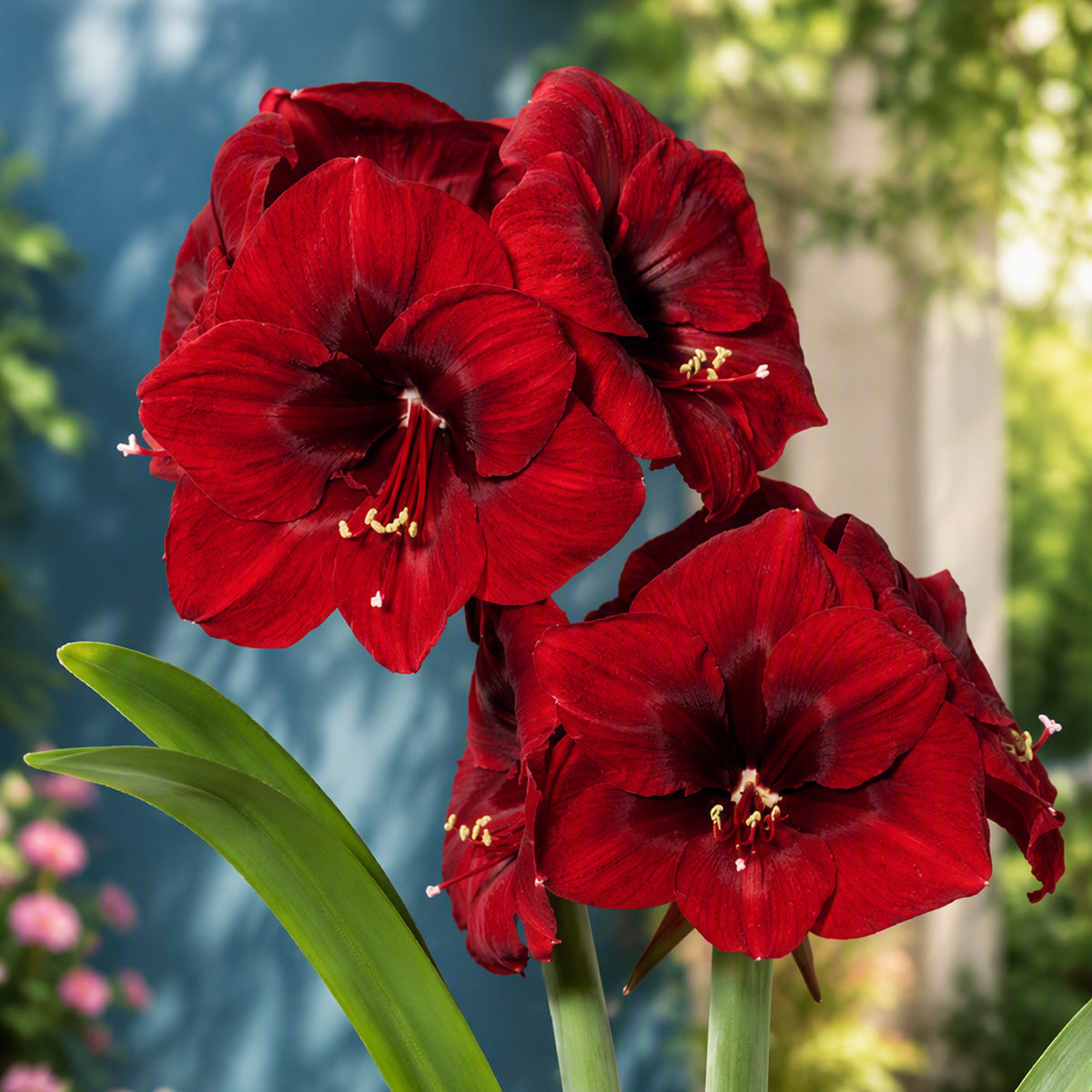 Hippeastrum Premiere