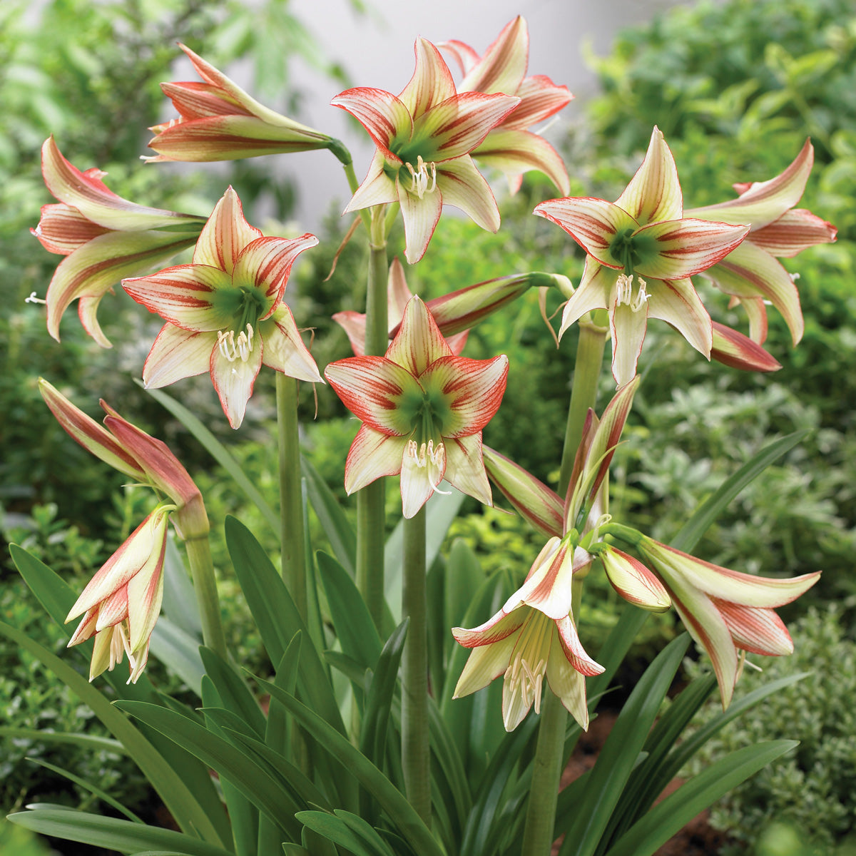 Hippeastrum Sonatini Viridi Rascal
