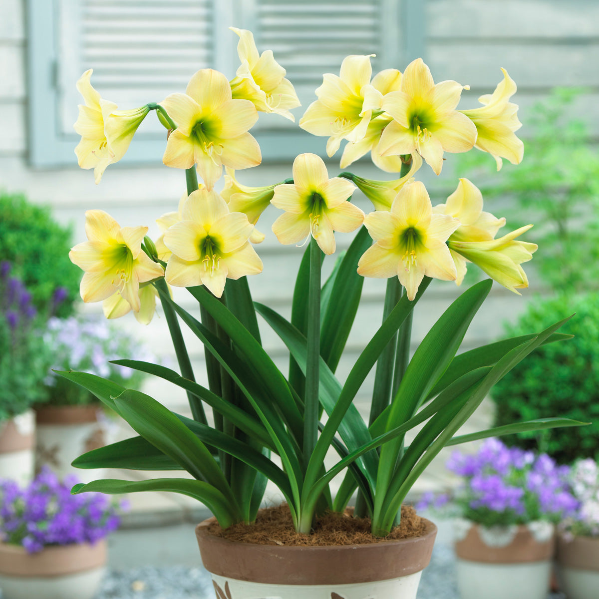 Hippeastrum Sonatini Marrakech