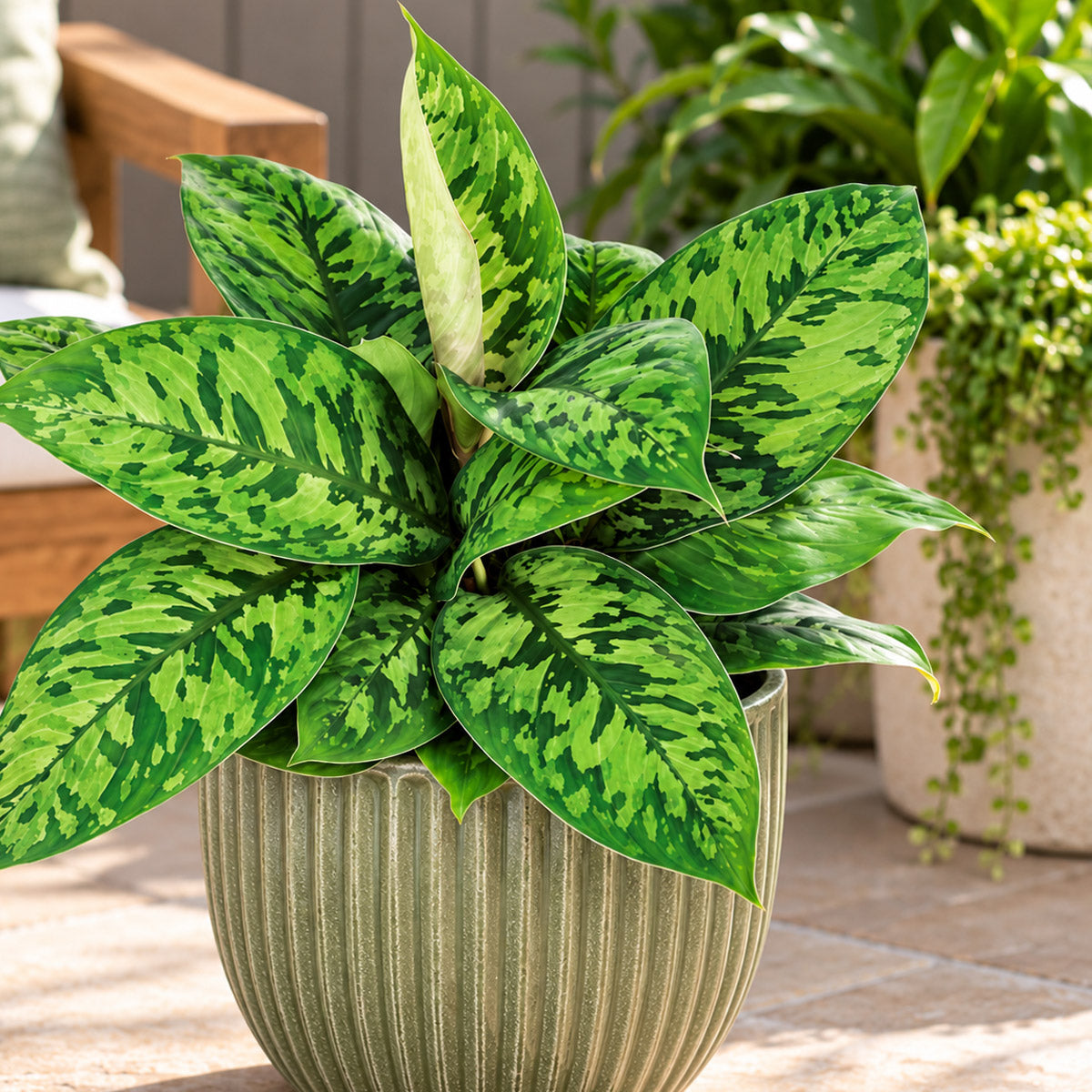 Homalomena Camouflage