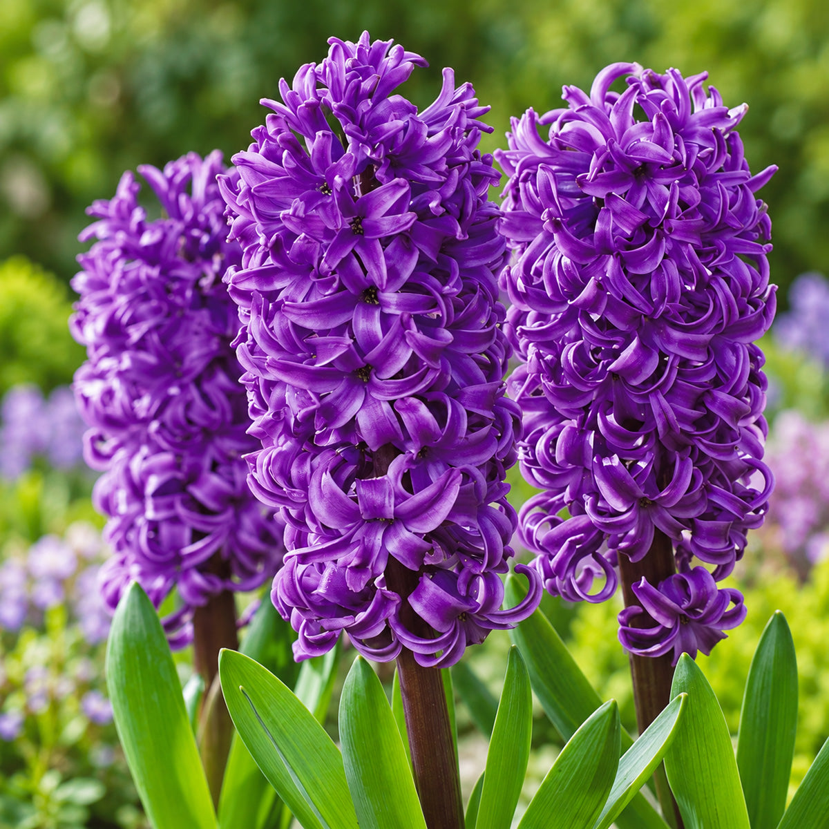 Hyacinth Purple Star
