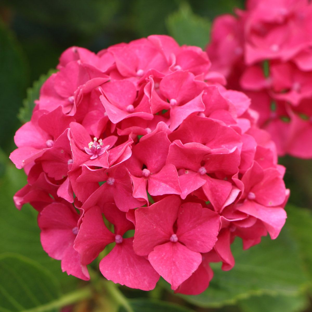 Hydrangea King George VII