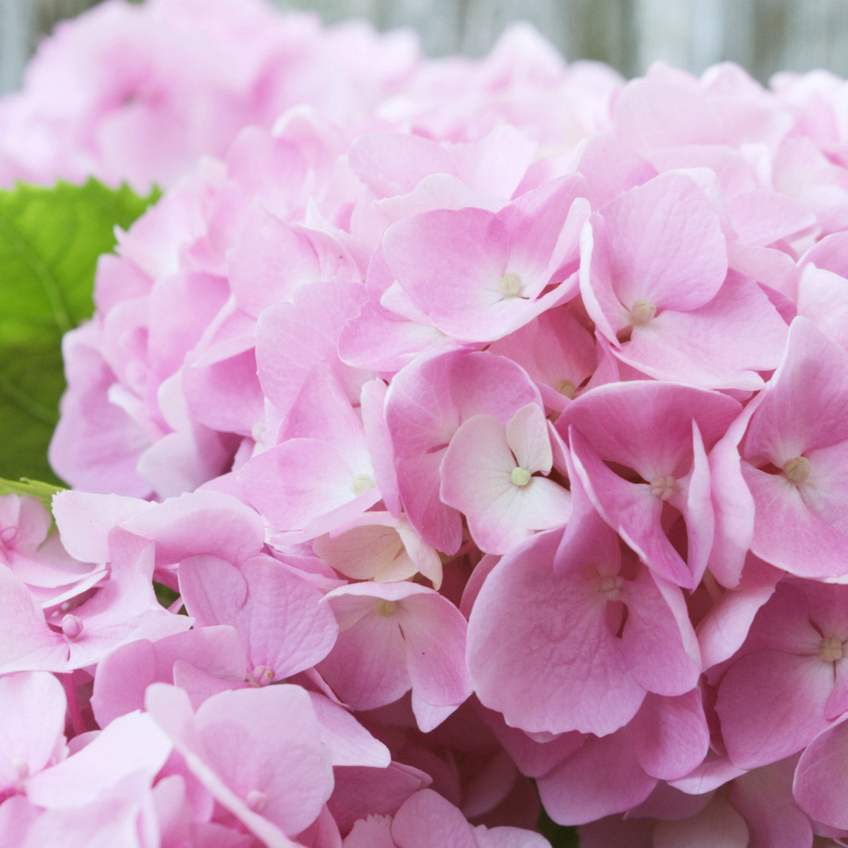 Hydrangea Marie Claire