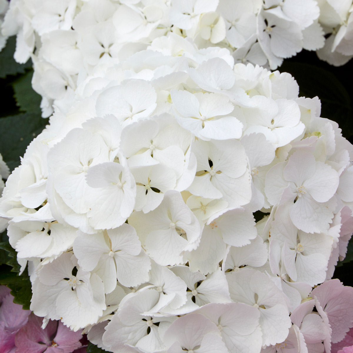 Hydrangea Mme Emile Mouillere