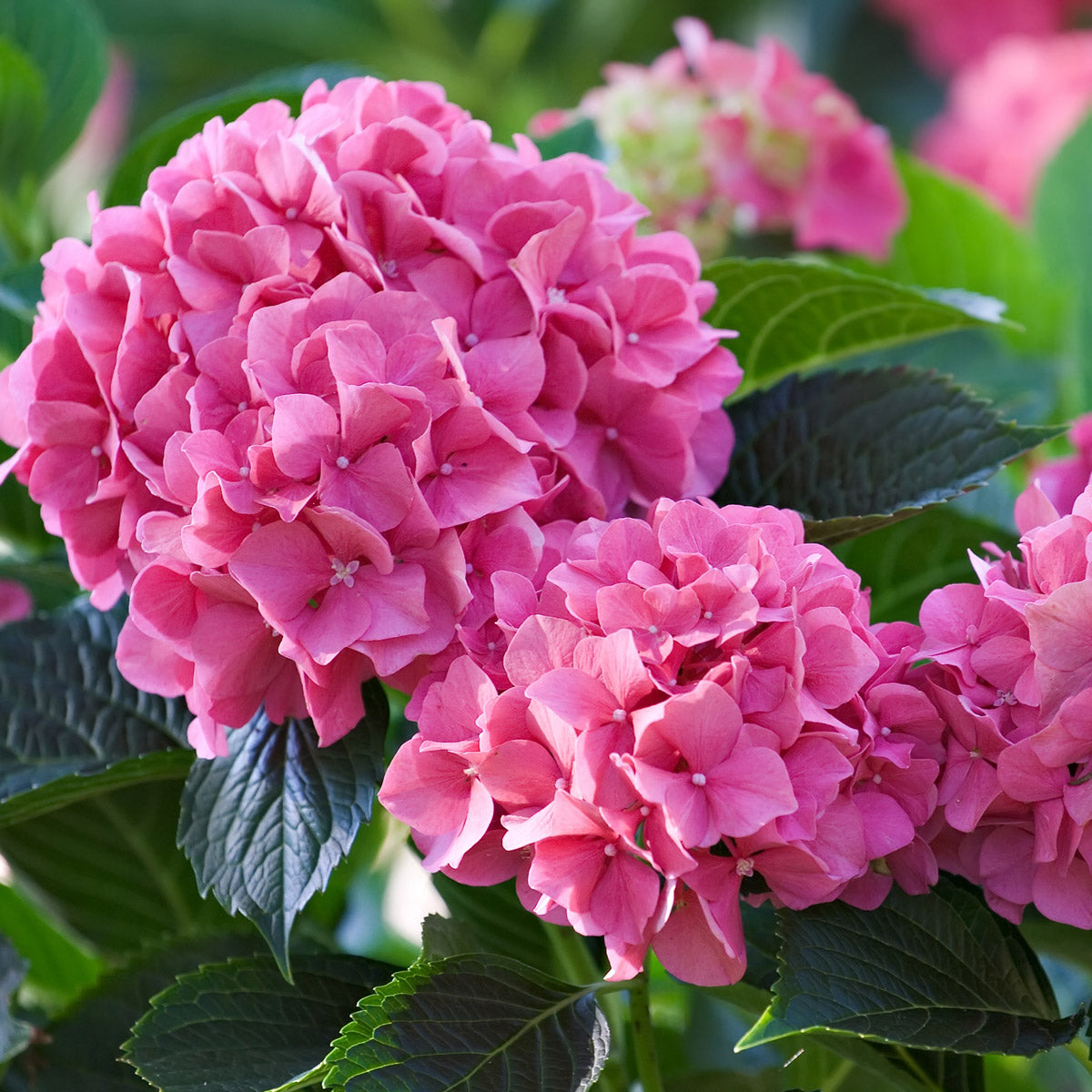 Hydrangea Pink Bouquet
