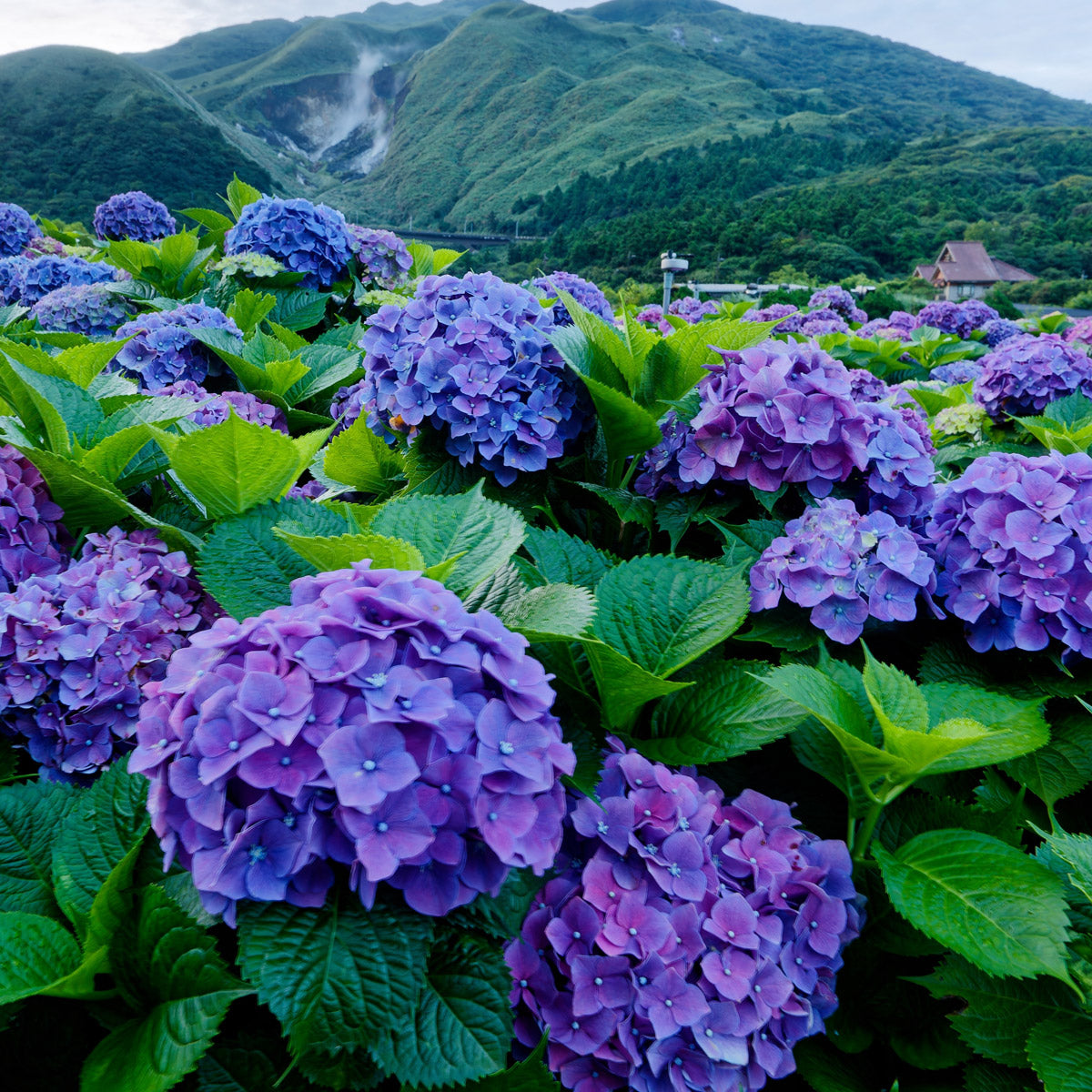 Hydrangea Spring Collection 1