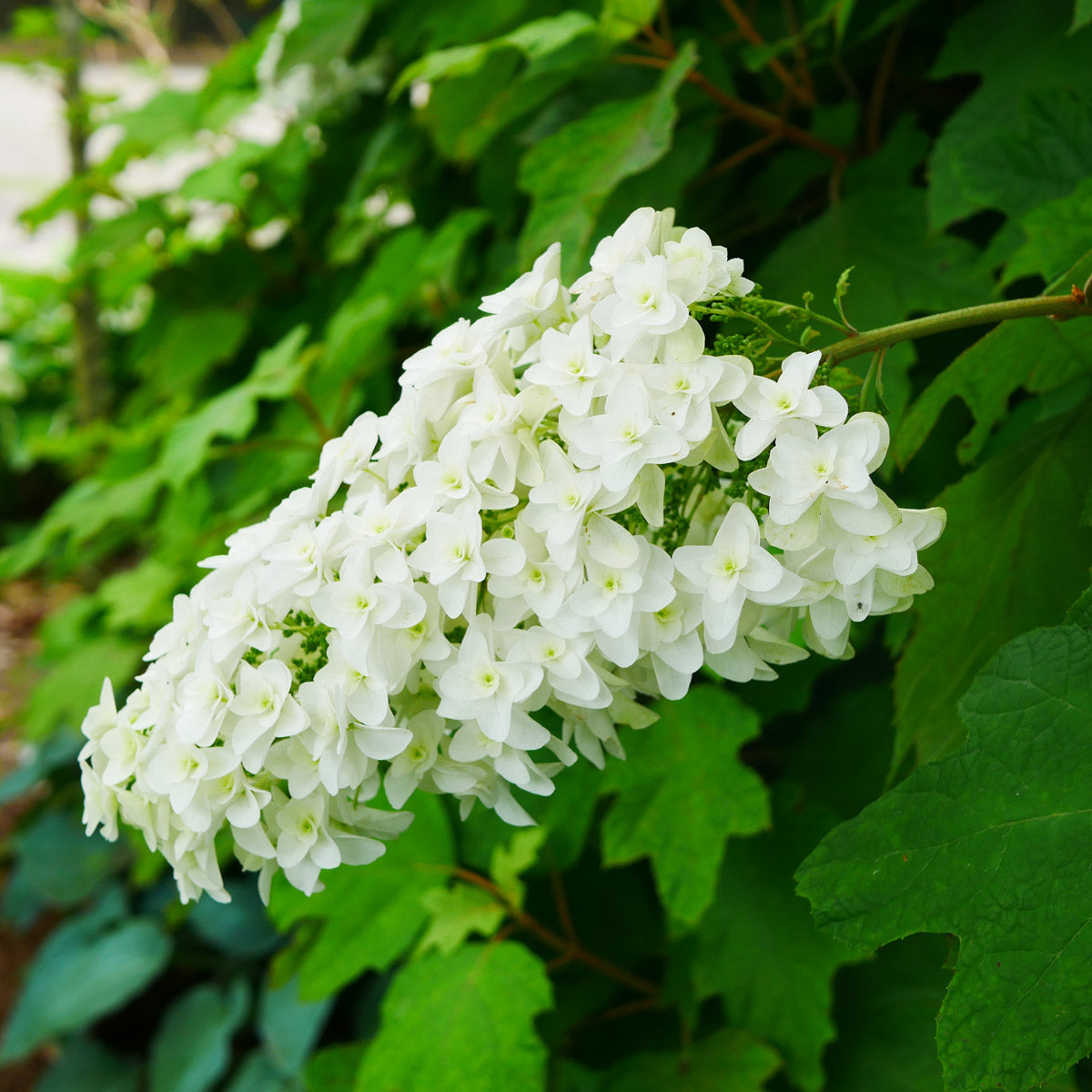 Hydrangea Snowflake