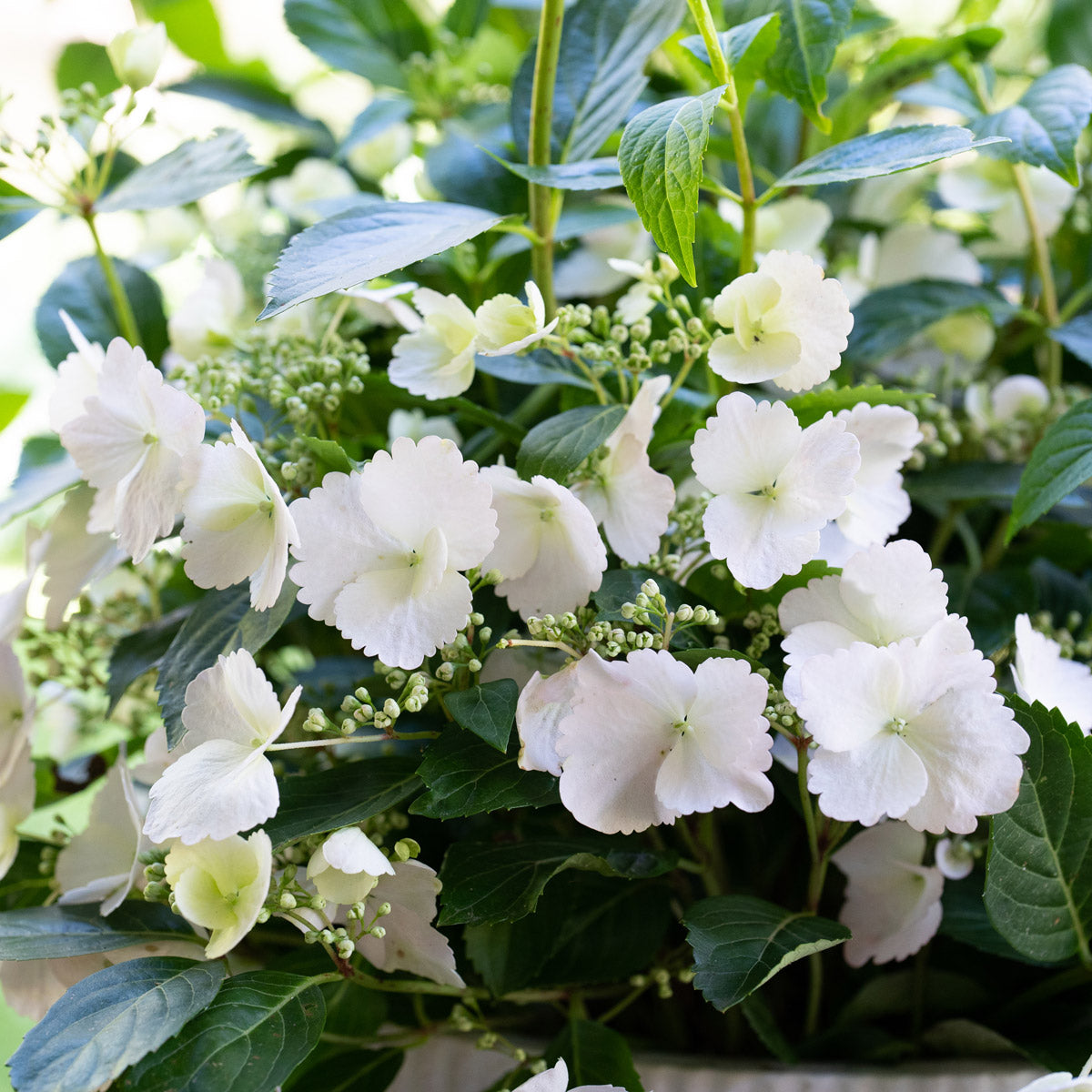 Hydrangea Runaway Bride