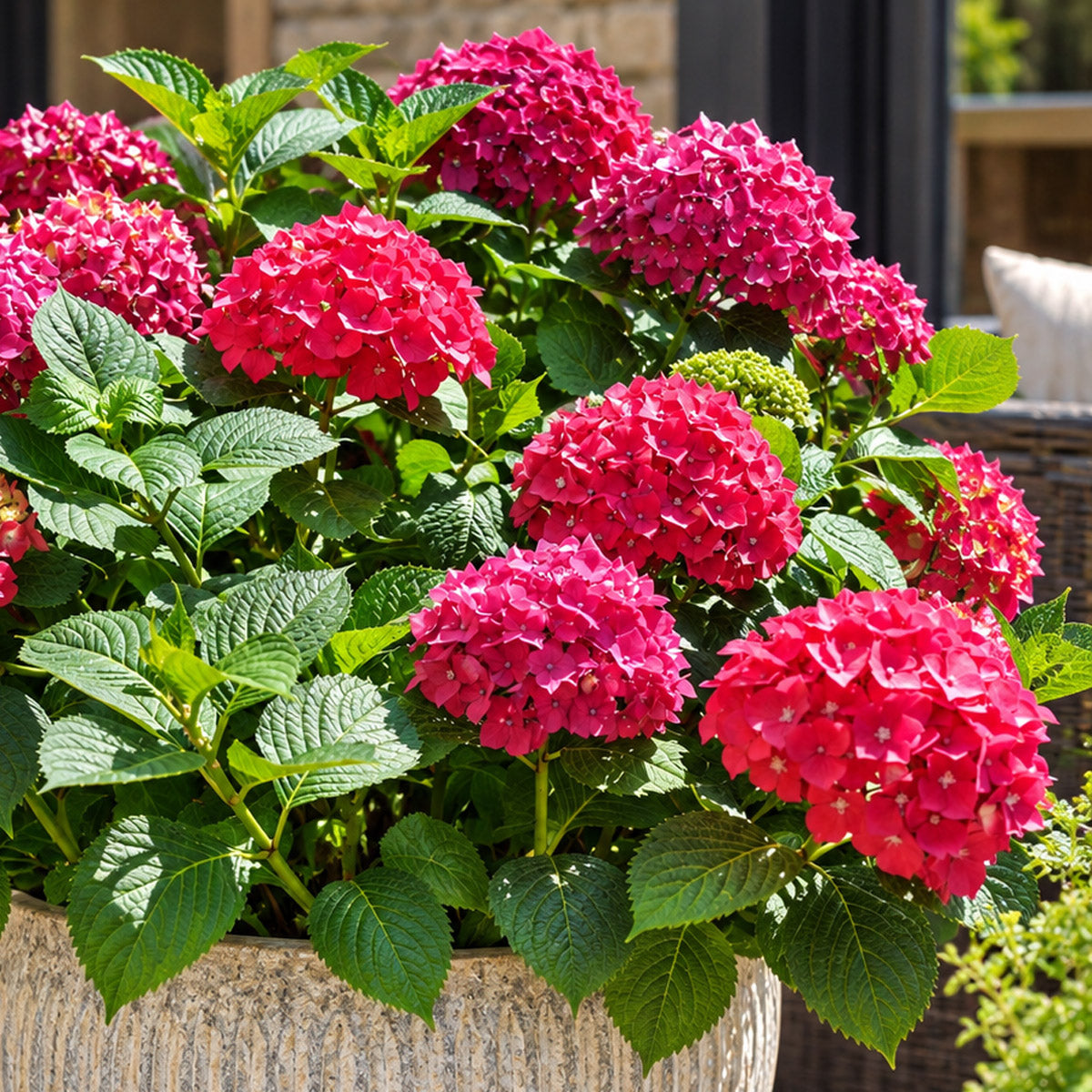 Hydrangea Tea Time Red