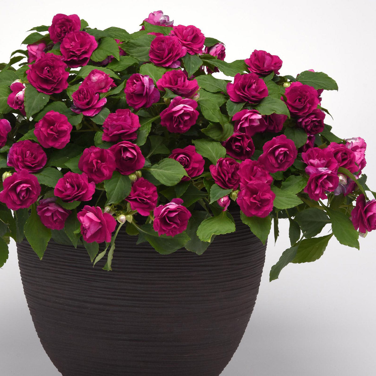 Impatiens Double Glimmer Burgundy