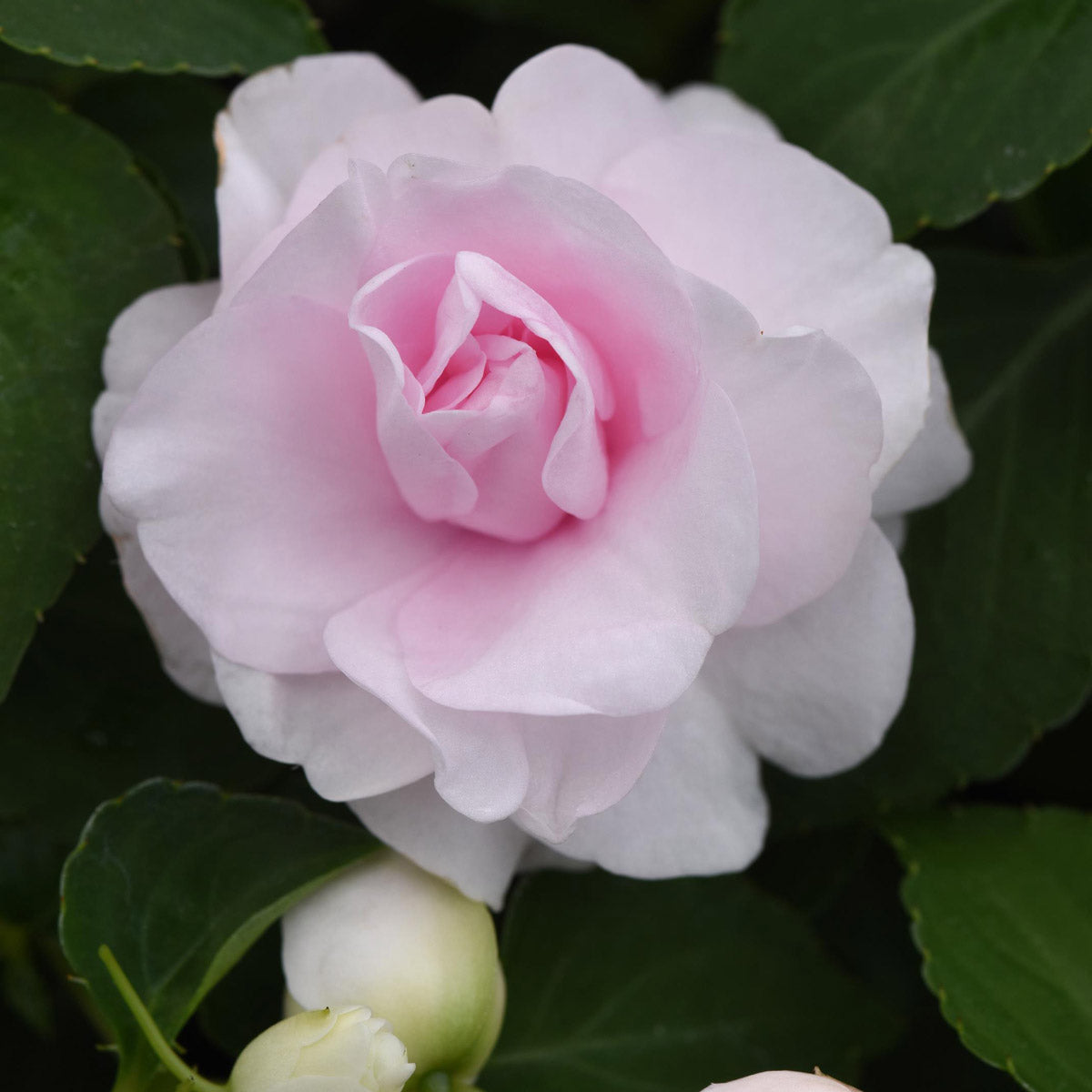 Impatiens Double Glimmer Appleblossom