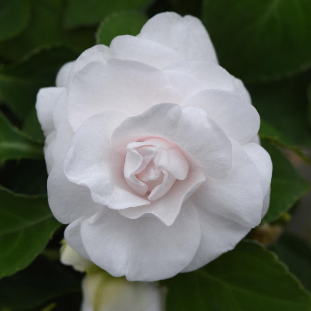 Impatiens Double Glimmer White