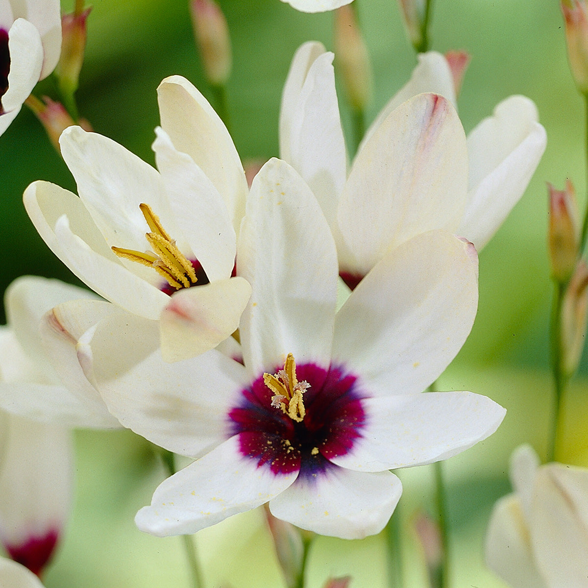 Ixia Marquette