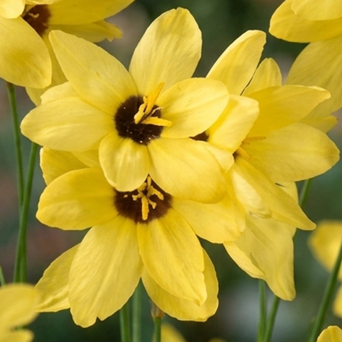 Ixia Yellow Emperor