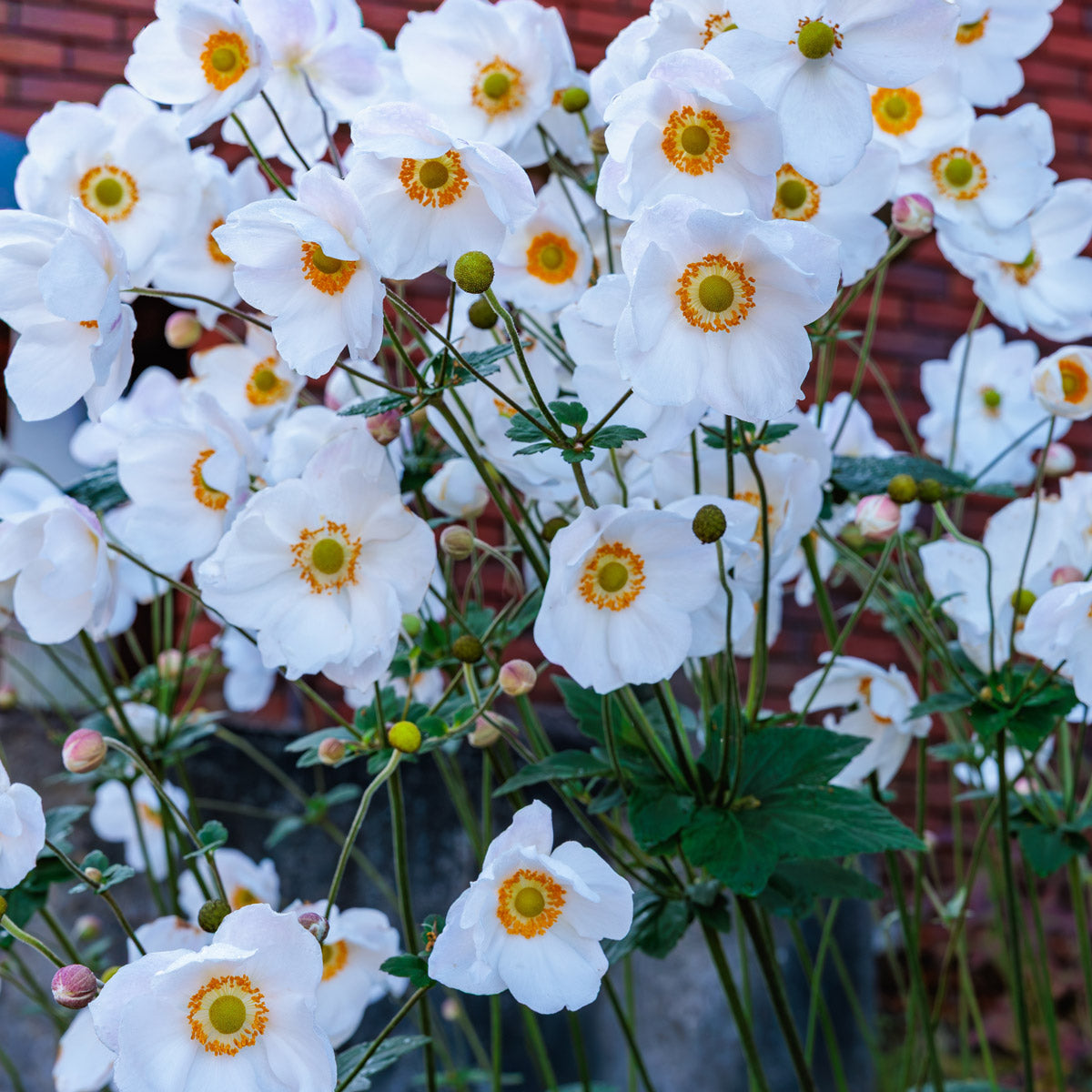 Japanese Windflower- Anemone Elite Pure White
