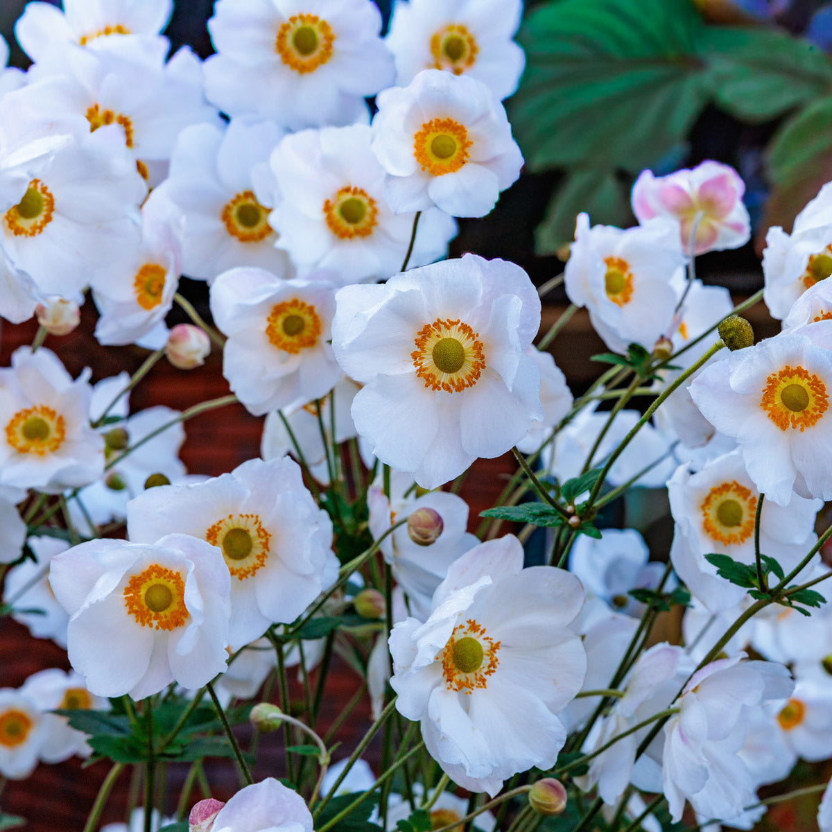 Japanese Windflower- Anemone Elite Pure White