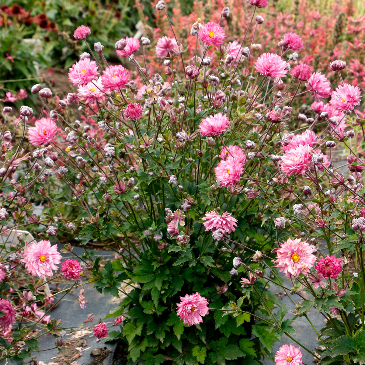 Japanese Windflower- Anemone Puff Pink