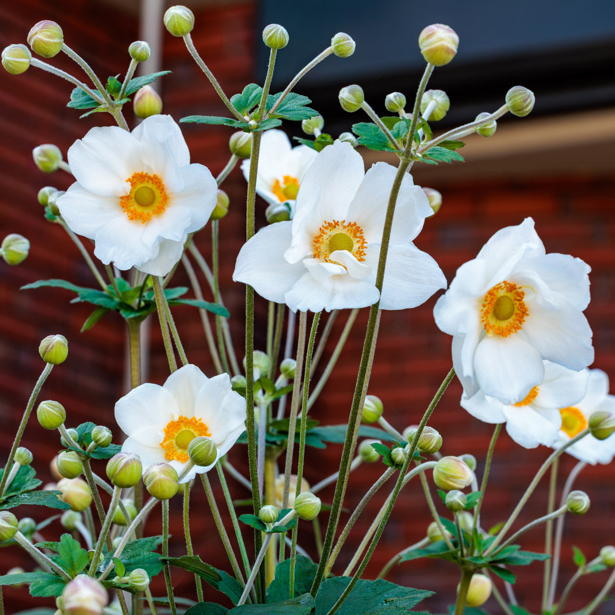 Japanese Windflower- Anemone Elite Pure White