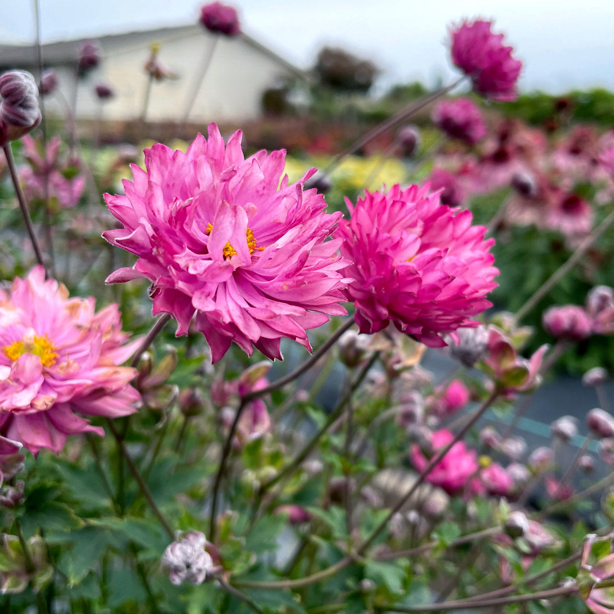 Japanese Windflower- Anemone Puff Pink