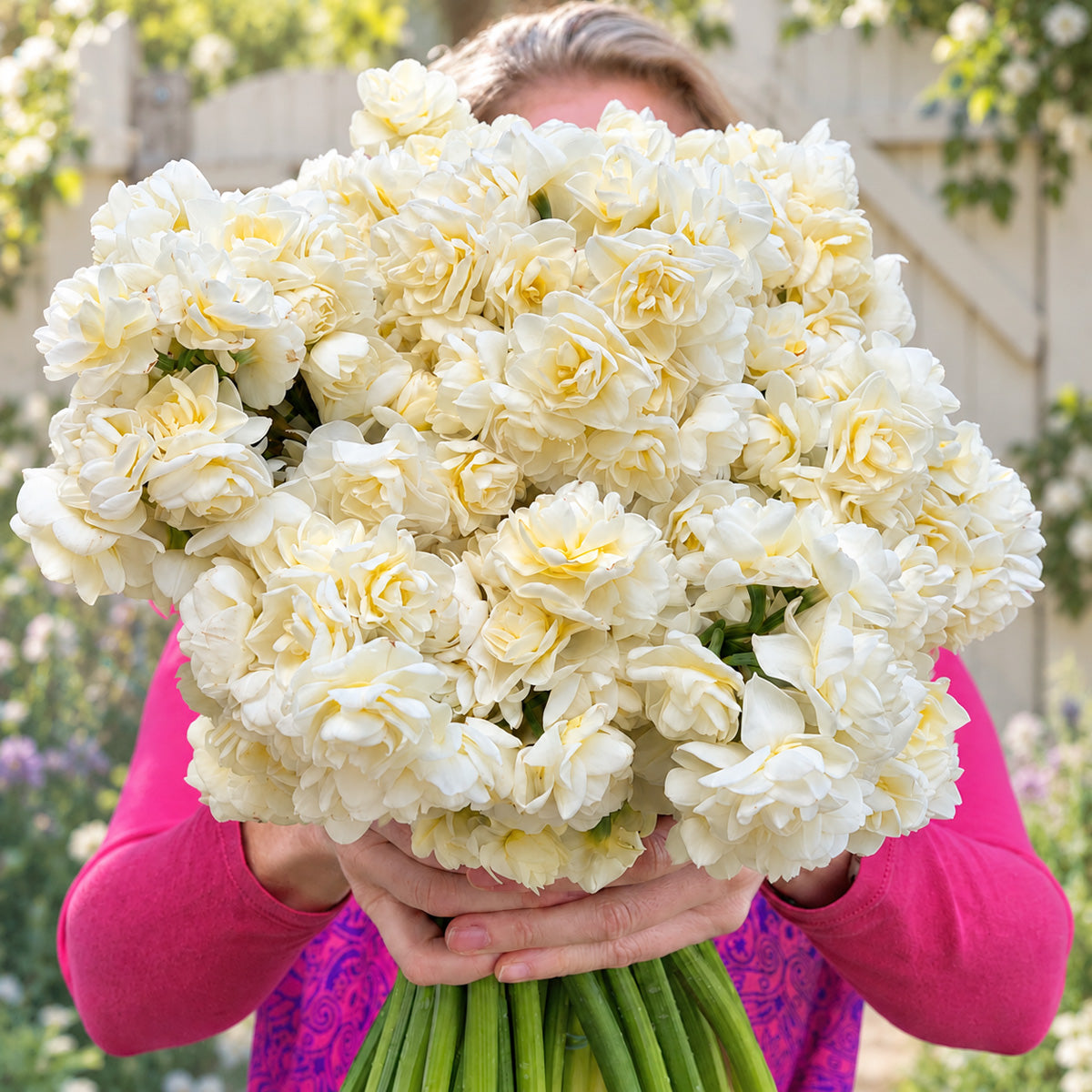 Jonquil Erlicheer