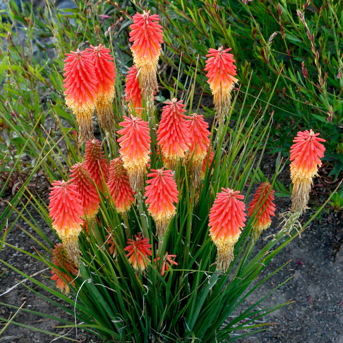 Kniphofia Rocket JNR