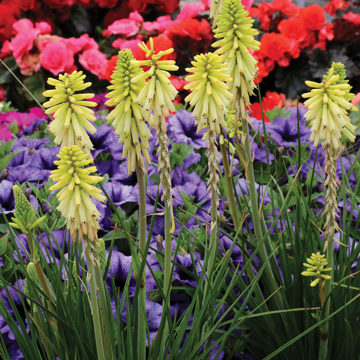 Kniphofia Poco Citron