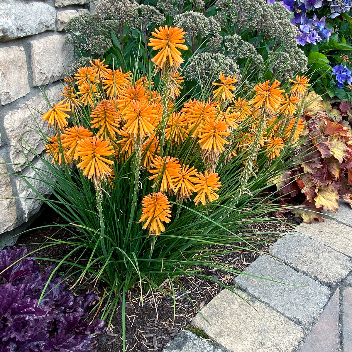 Kniphofia Poco Orange