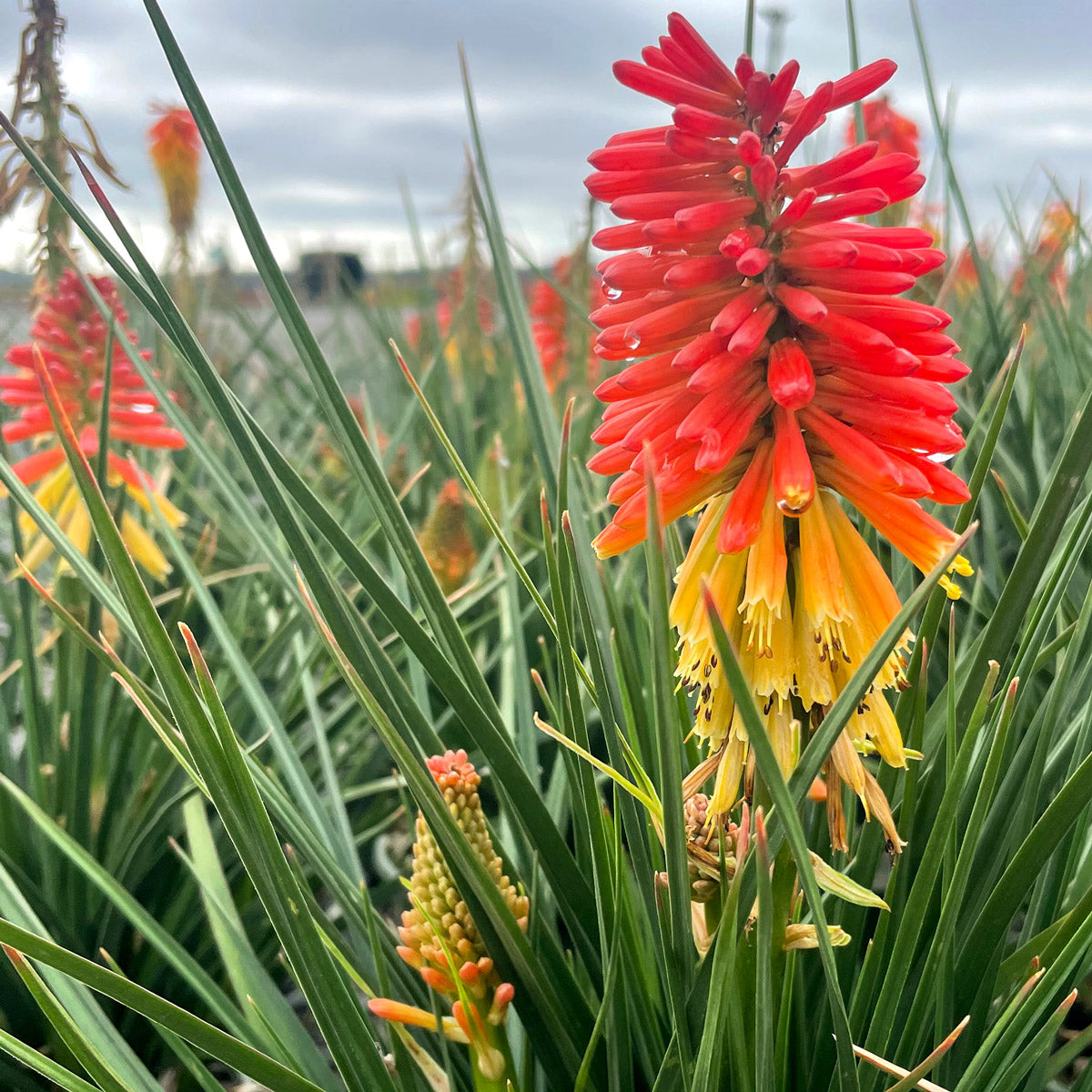 Kniphofia Rocket JNR