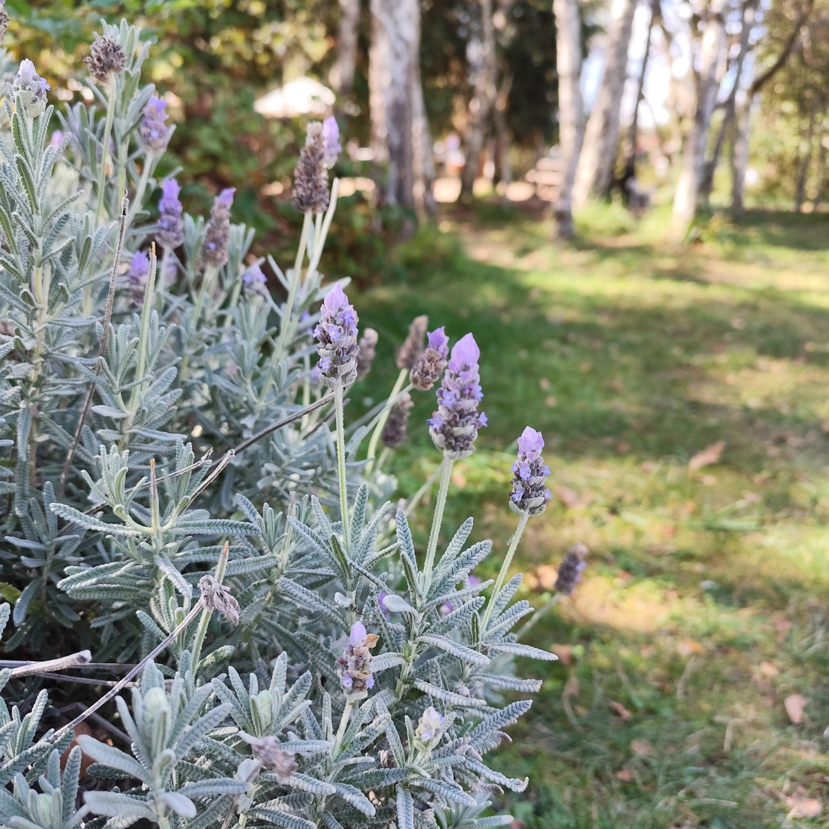 Lavender French