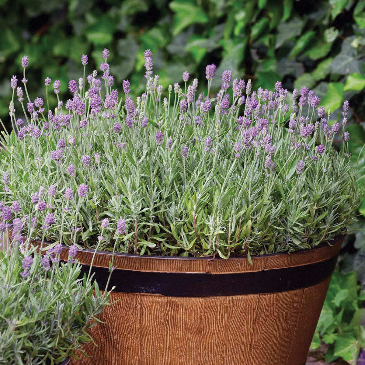 Lavender Cleo-Patio