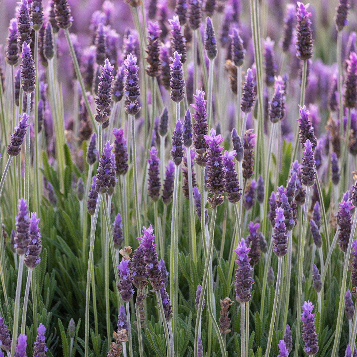 Lavender French