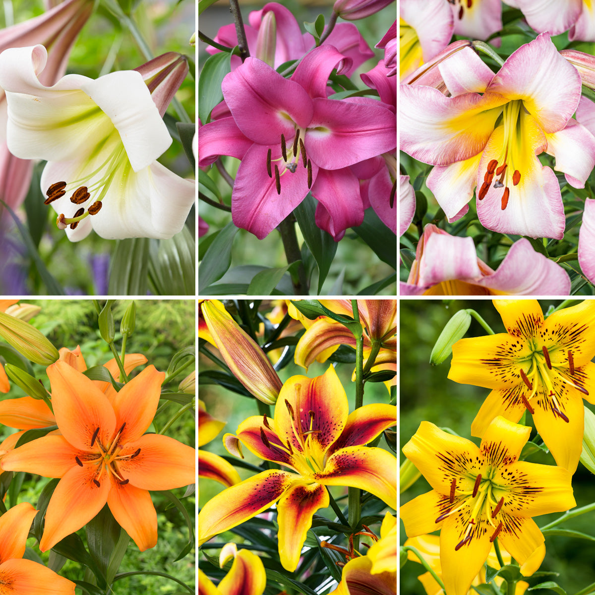 Lilium Last Chance Collection 1