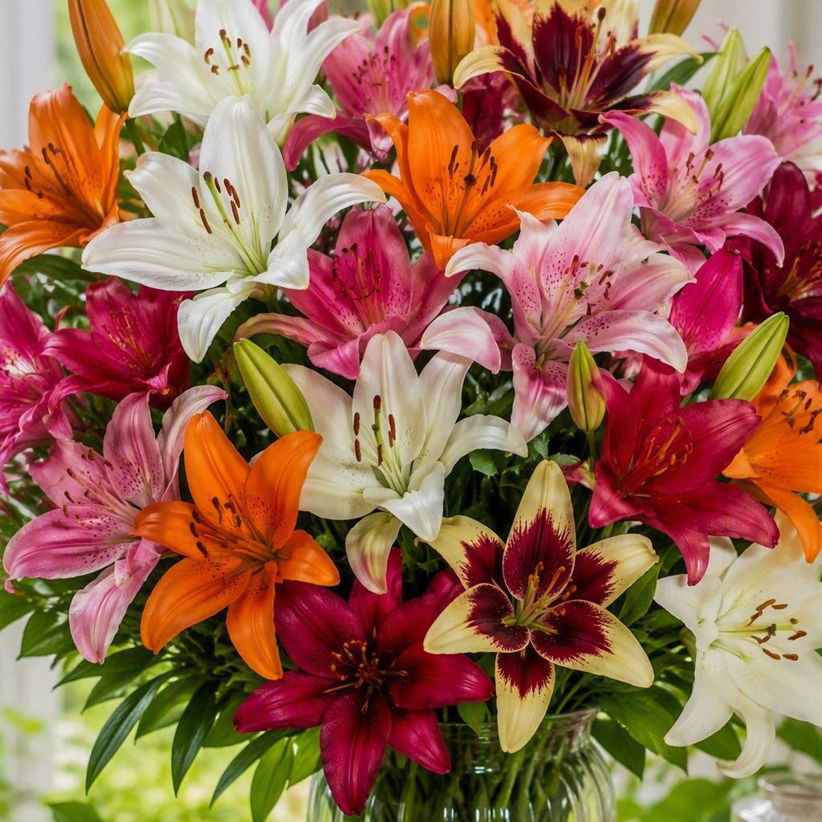 Lilium Mixed Surplus Offer