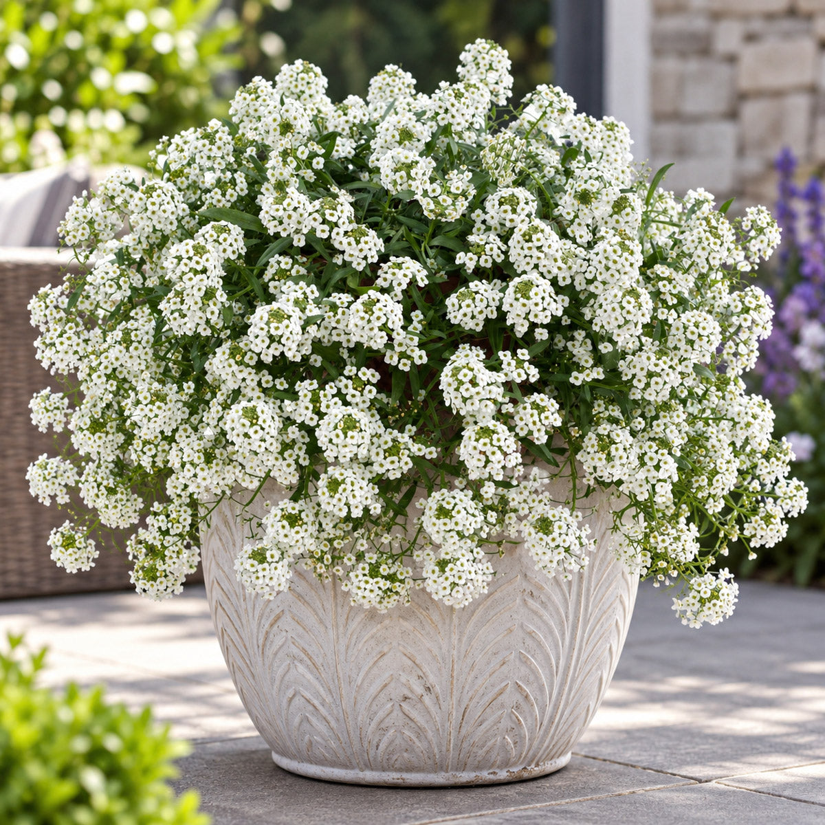Lobularia Stream White